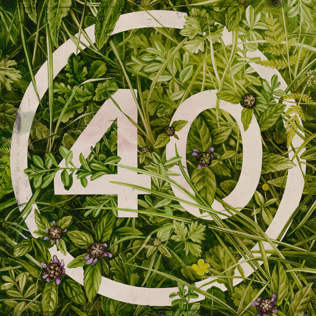 40 mph (Self-heal & Buttercup) Oil on metal road sign, 75 x 75cm, £3,400. Painted for the 40th anniversary of the Society of Botanical Artists.